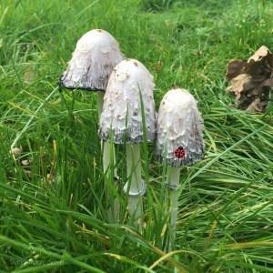 Fairy Mushrooms at Kasteel De Haar