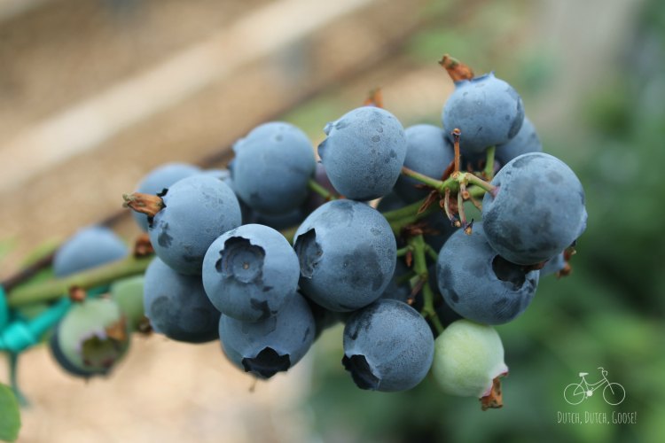 Netherlands Blueberries UPick